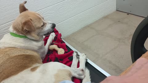 Cherry 9y A571988 she's a foster love@TRN we're warming up feeling more comfy by me20250622_959