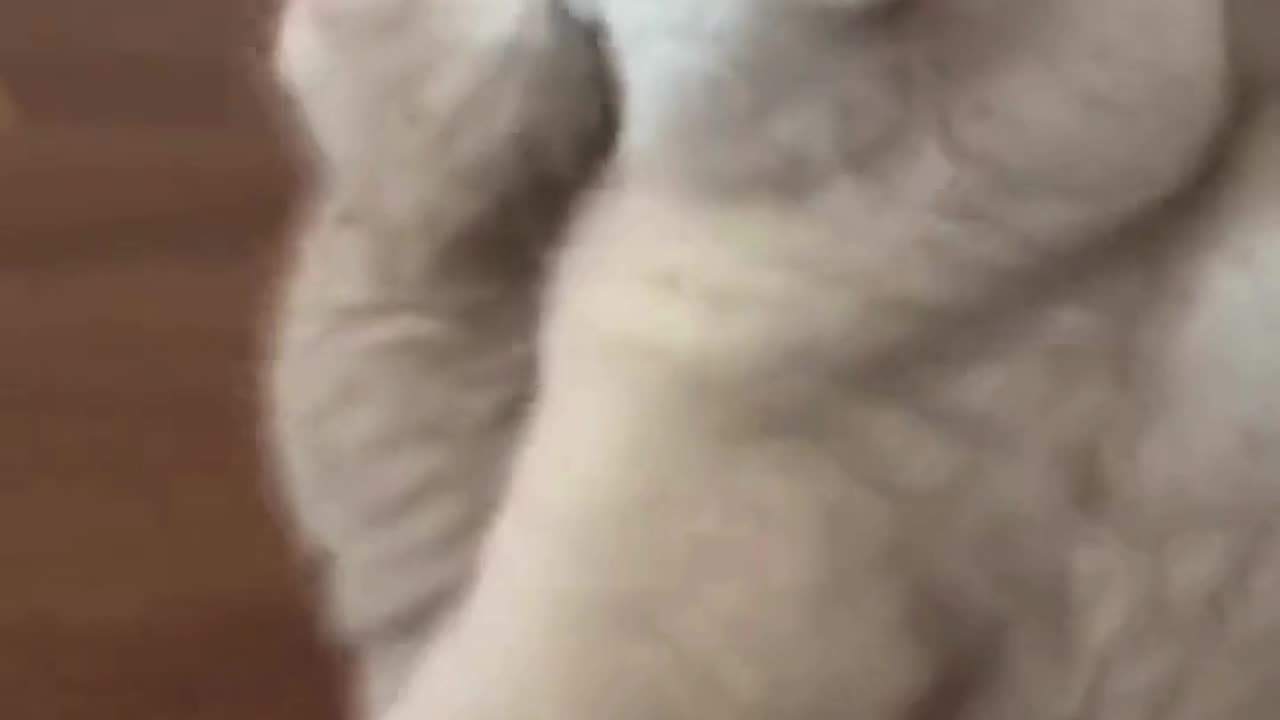 Cat Mom’s Emotional Journey Time Cat Mom & Her funny video