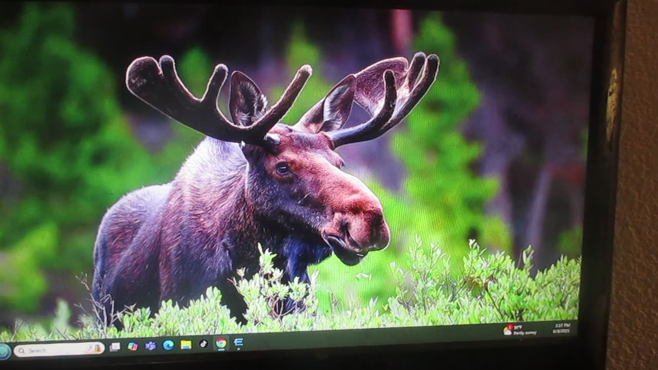 A Moose, A Colored Pencil, and Entropia Universe. Monday, June 9, 2025.