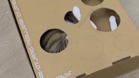 Homemade cat toys that your cat can play with all day if you don't stop her