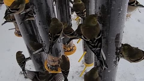 "A Blizzard of American Goldfinches."