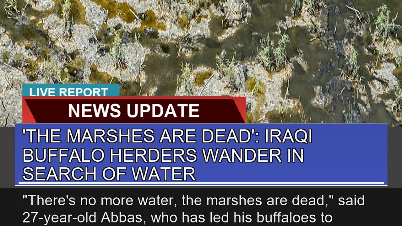 The Marshes Are Dead Iraqi Buffalo Herders Wand