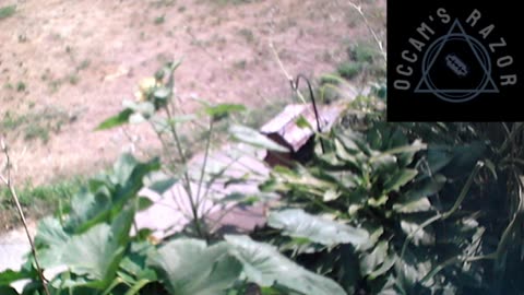 Butch the Sunflower