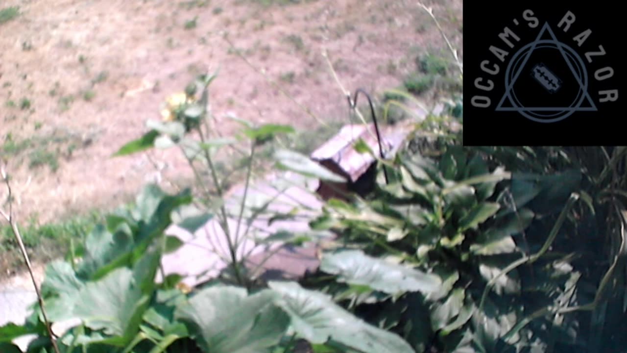 Butch the Sunflower