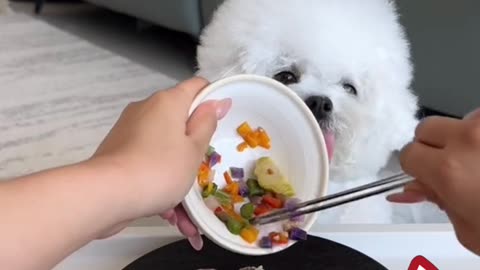 Eating dog #dogvlog