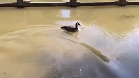 RC Turbo Duck