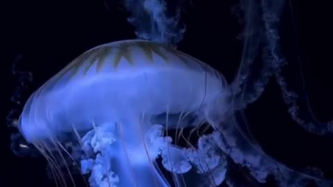 Jelly Fish
