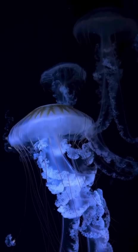 Jelly Fish