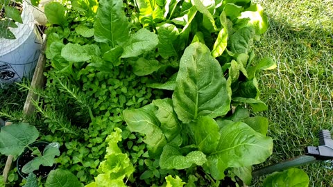 Vegetable garden, Green all over, Early summer 2025 #vegetablegarden #swisschard
