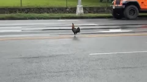 Mister Chicken Has Finally Crossed the Road in Hawaii