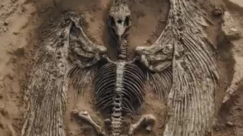 nd Ancient Creature With Bone Wings Unearthed in Mongolia