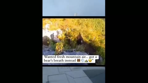 Bear Encounter: When Fresh Air Turns Terrifying!