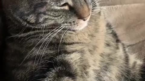 cute animals