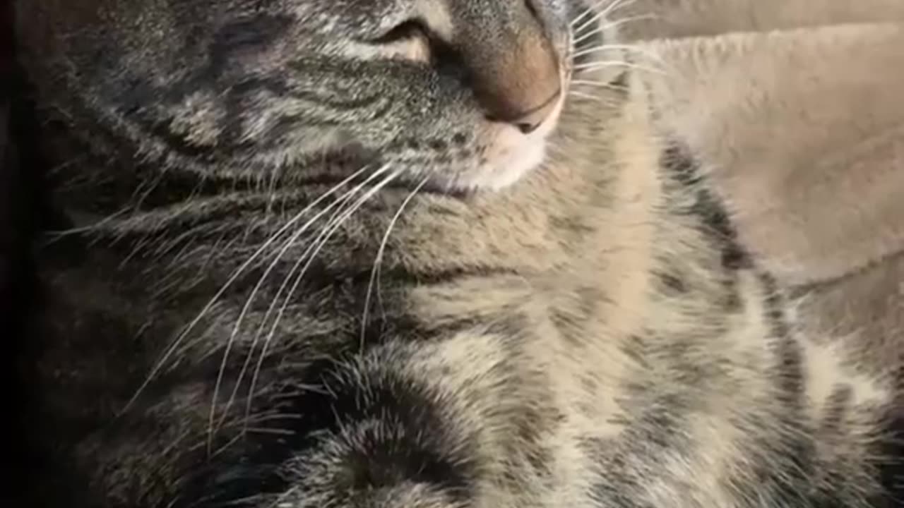cute animals