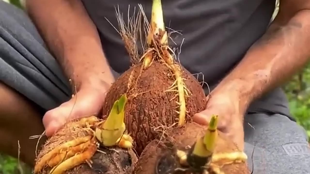 Sprouted Coconut Explained... 😱 #shorts #ytshorts #brainfix #facts