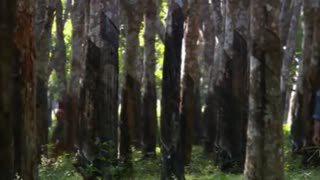 Dogora: Ouvrons les Yeux