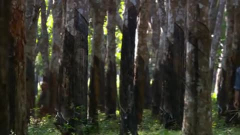 Dogora: Ouvrons les Yeux
