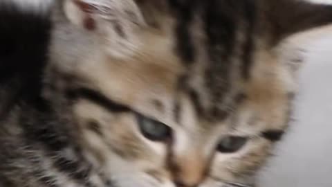 Just a Cat Being Absolutely Adorable 😽💫 Instant Smile Guaranteed!