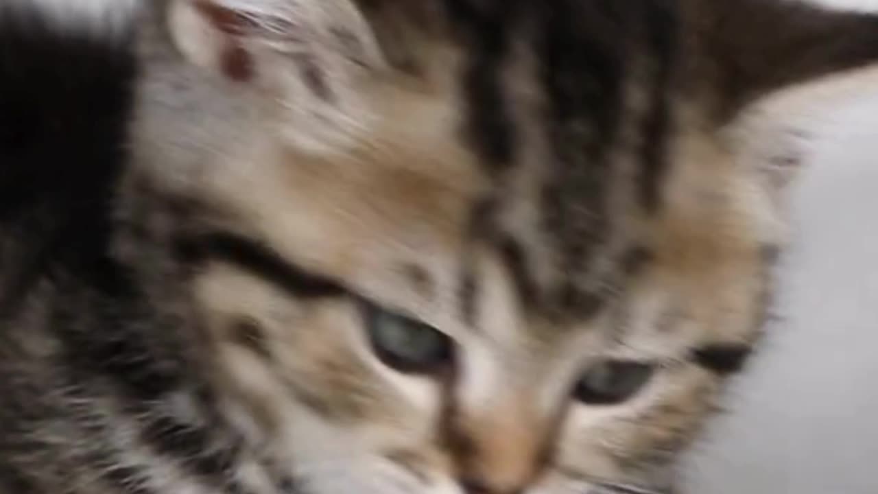 Just a Cat Being Absolutely Adorable 😽💫 Instant Smile Guaranteed!