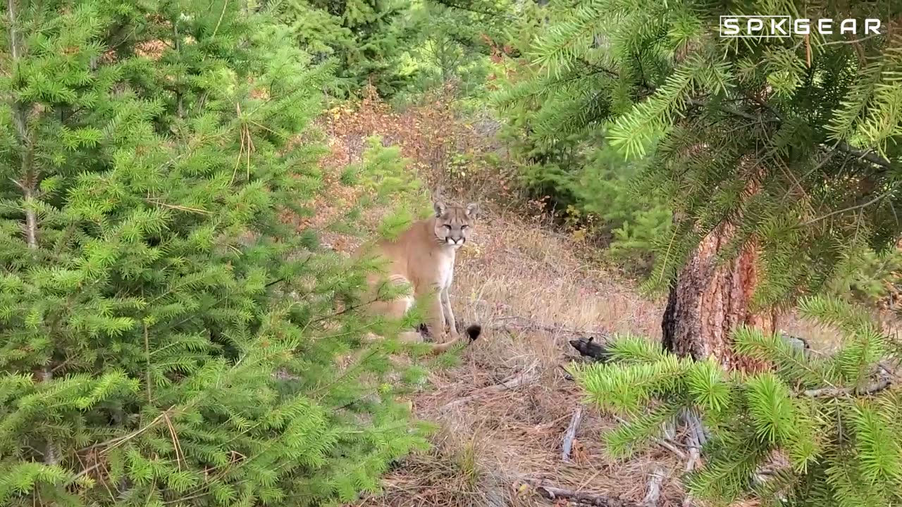 Playing Fetch with a MOUNTAIN LION