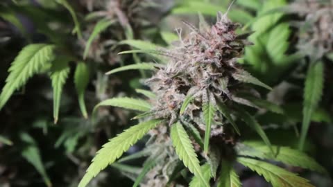 Ztrawberry bud review ep 71