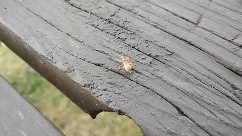 Bug scooting across a picnic table at the beach.