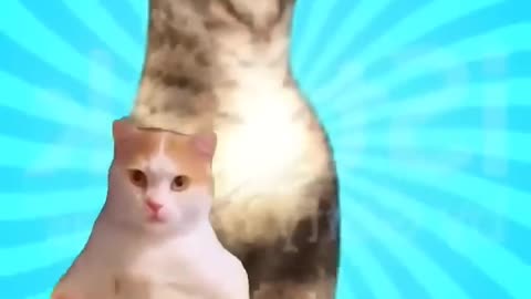 Cut cat