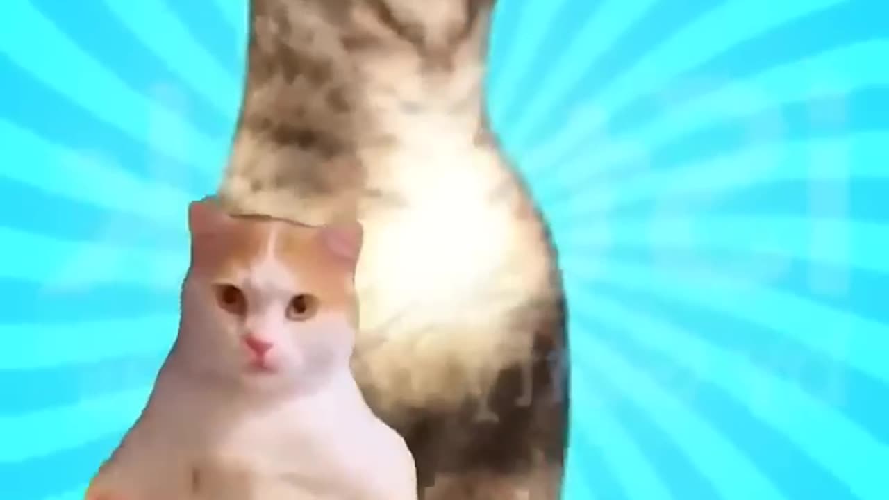Cut cat