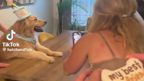 😂🐶 Birthday Boy Loves The Attention! | FunFM