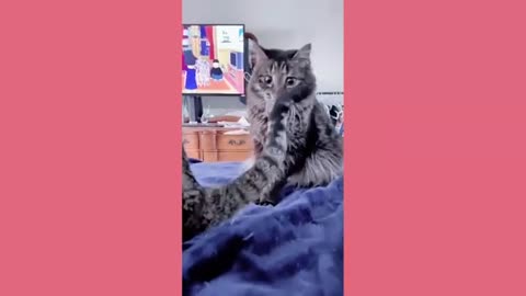 🐾 Chaos & Cuteness: When Cats and Dogs Go Off Script! 😂
