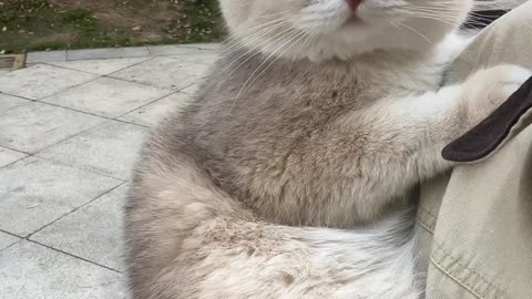 "POV: You’re the Cat She Won’t Put Down! 🎥🤗"