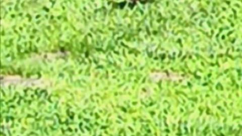 Robin eating.