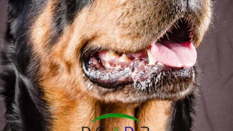 Cães de raça perigosa ou potencialmente perigosa