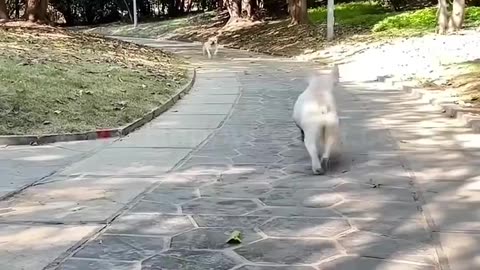 A_different_kind_of_funny_pet_fails_#funny_#funnyanimals_#pets_#petlover_#petportrait