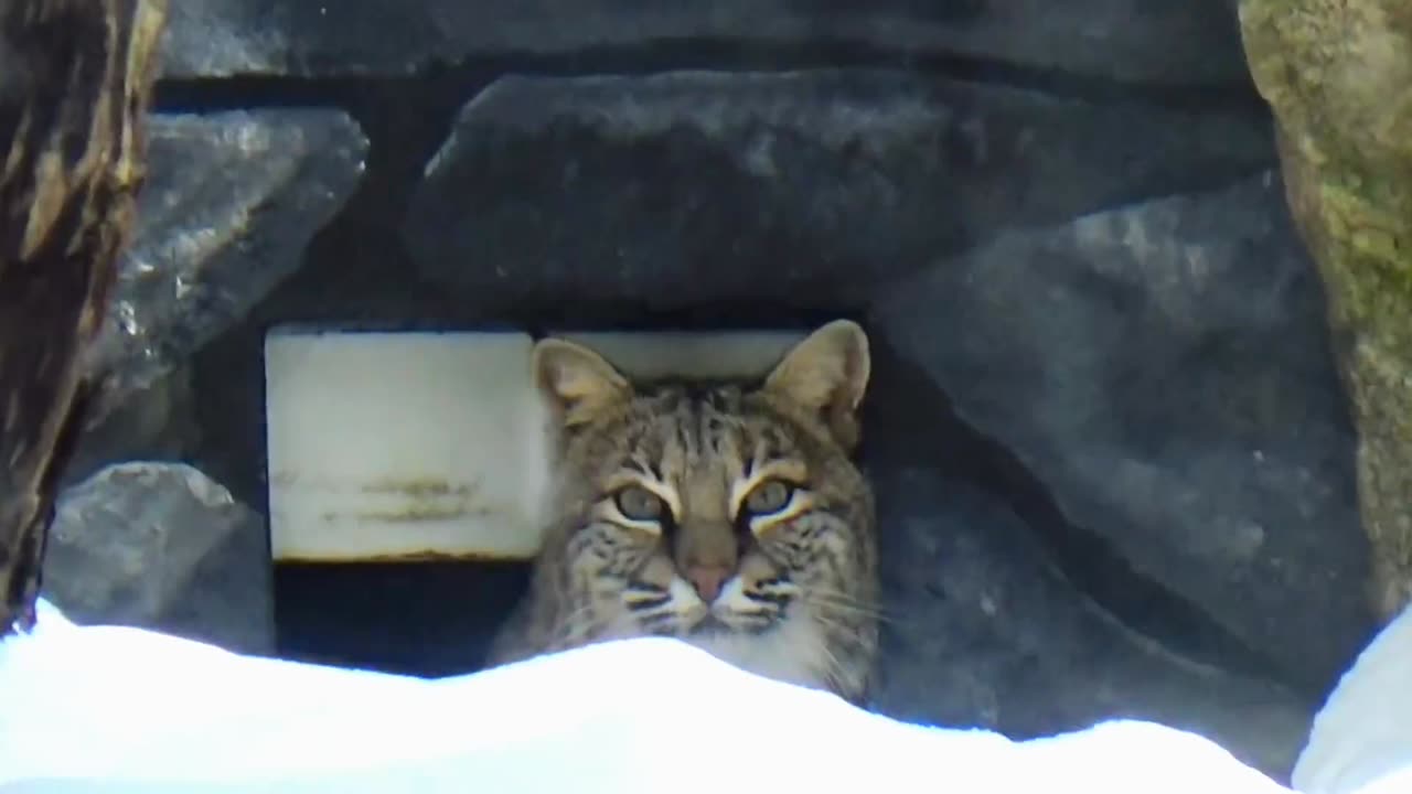 Bobcat