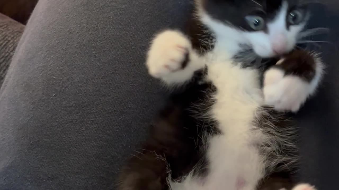 Tickling Brock's Stomach