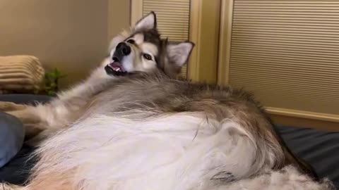 Night with a dog