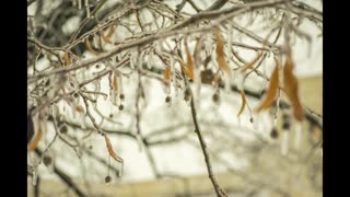 Lord Winter - Frosted