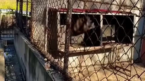 Angry Monkey #funny #tiktok #viralvideo #shortvideo #shorts #youtubeshorts #animals #food #fyp #lol