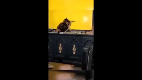 Funny animals Funny cats / dogs Funny animal videos - Part 4