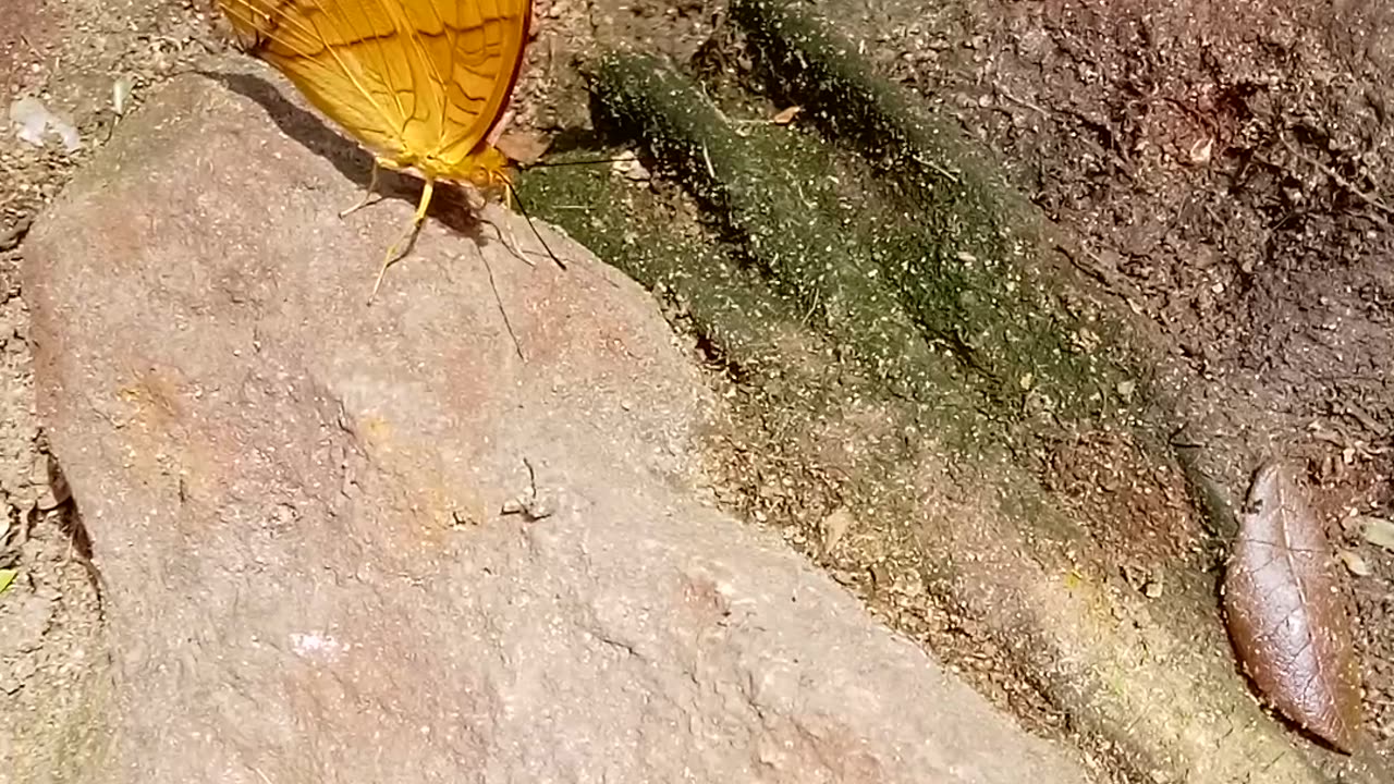Nice butterfly