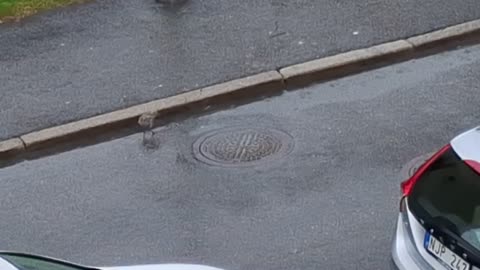 Måsungen i regnet. Örebro 6 Juni 2025