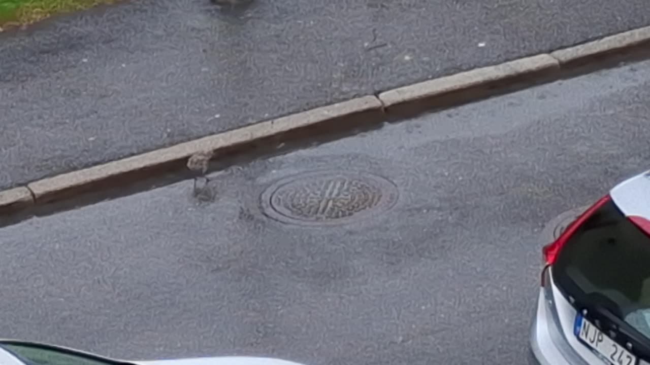 Måsungen i regnet. Örebro 6 Juni 2025