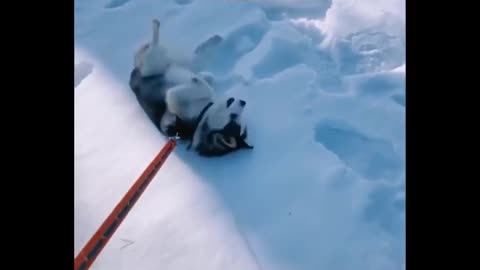 funny videos
