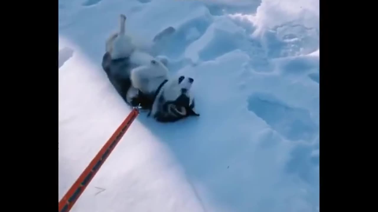 funny videos