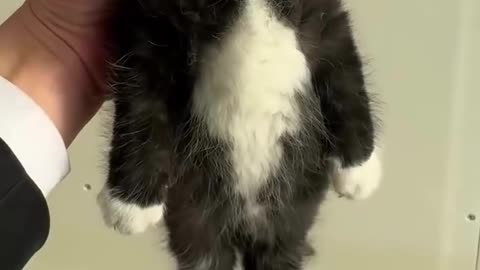 Cat Barsik Beads 📿 Domino Reverse Video