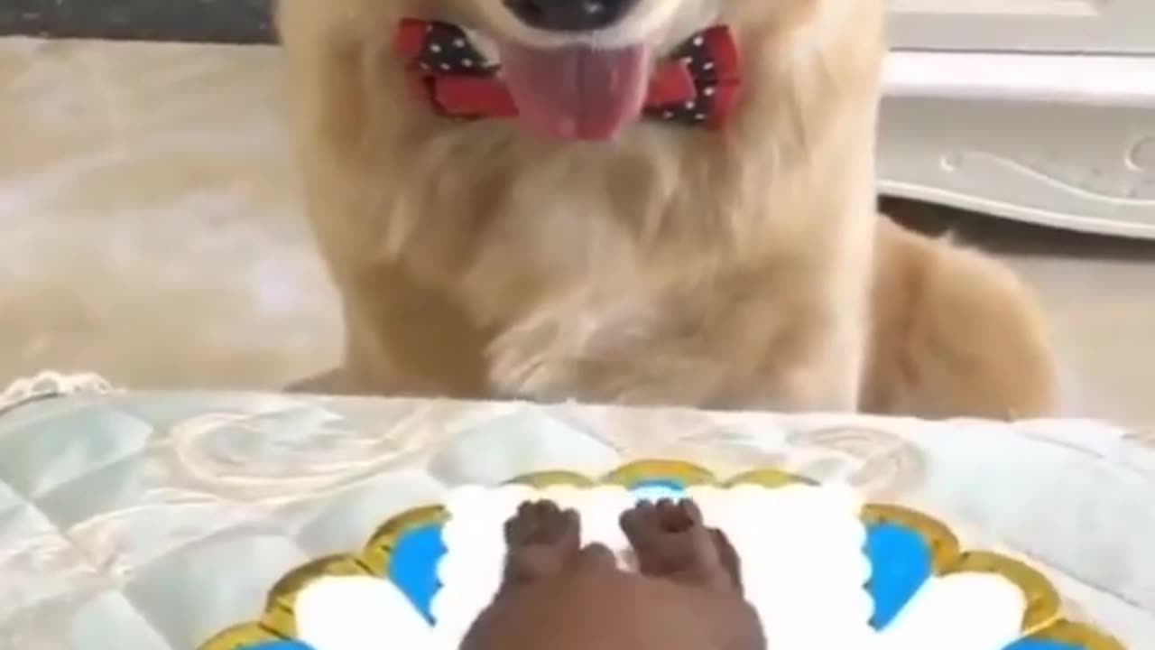 Funny Cats