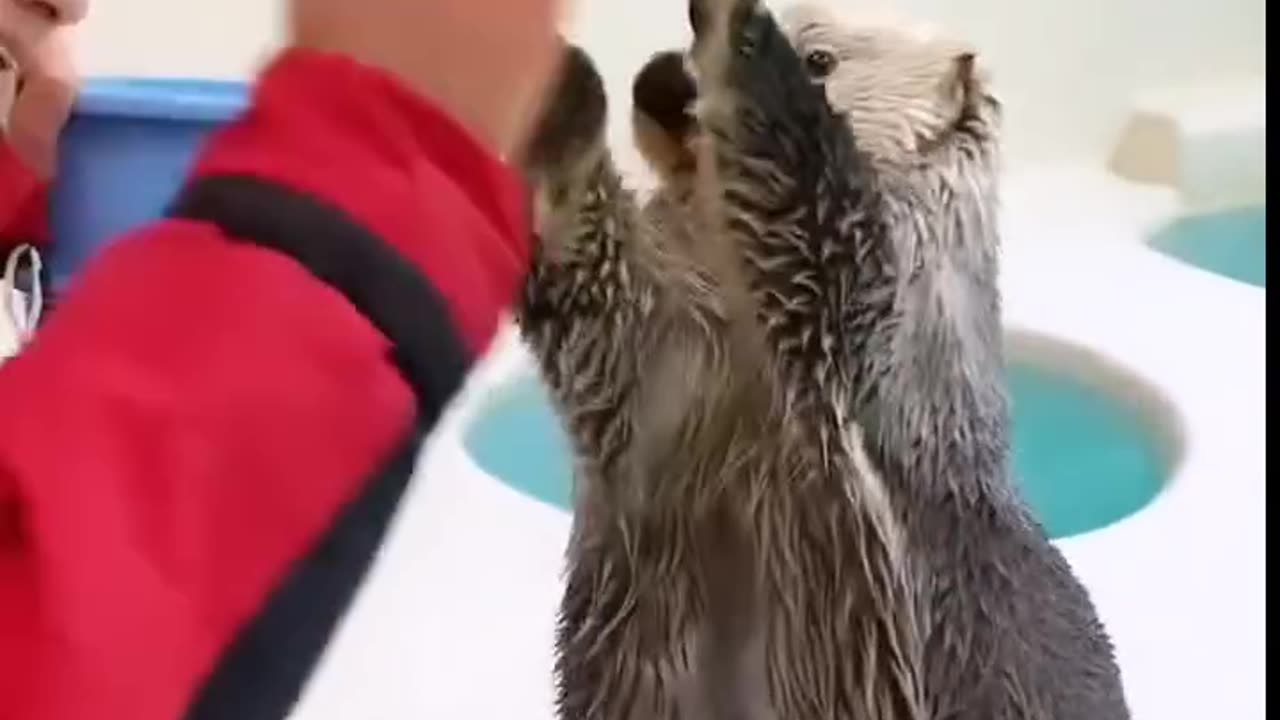 Cute otter catching things 😀