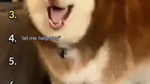 funnydogs #pets #cutedogs #comedy #