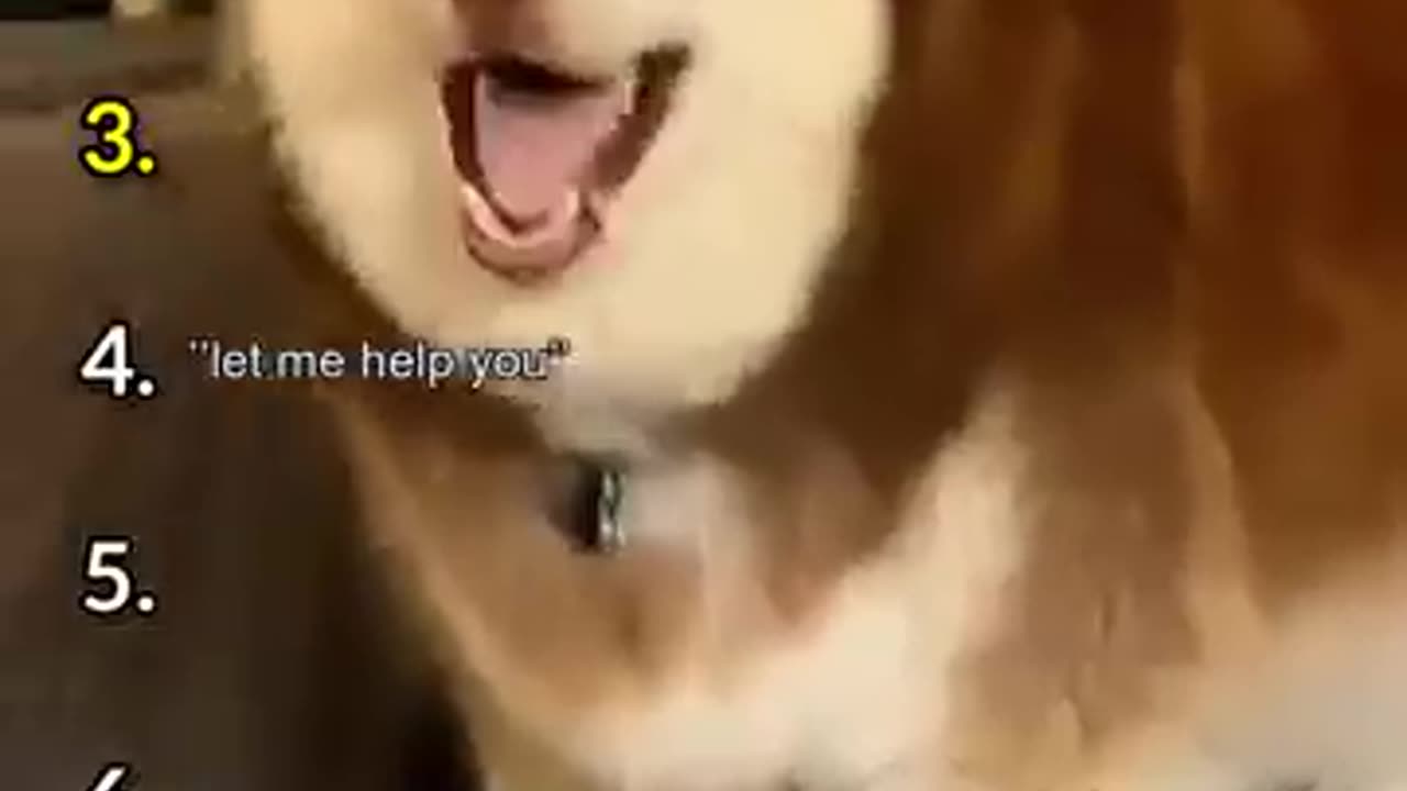 funnydogs #pets #cutedogs #comedy #